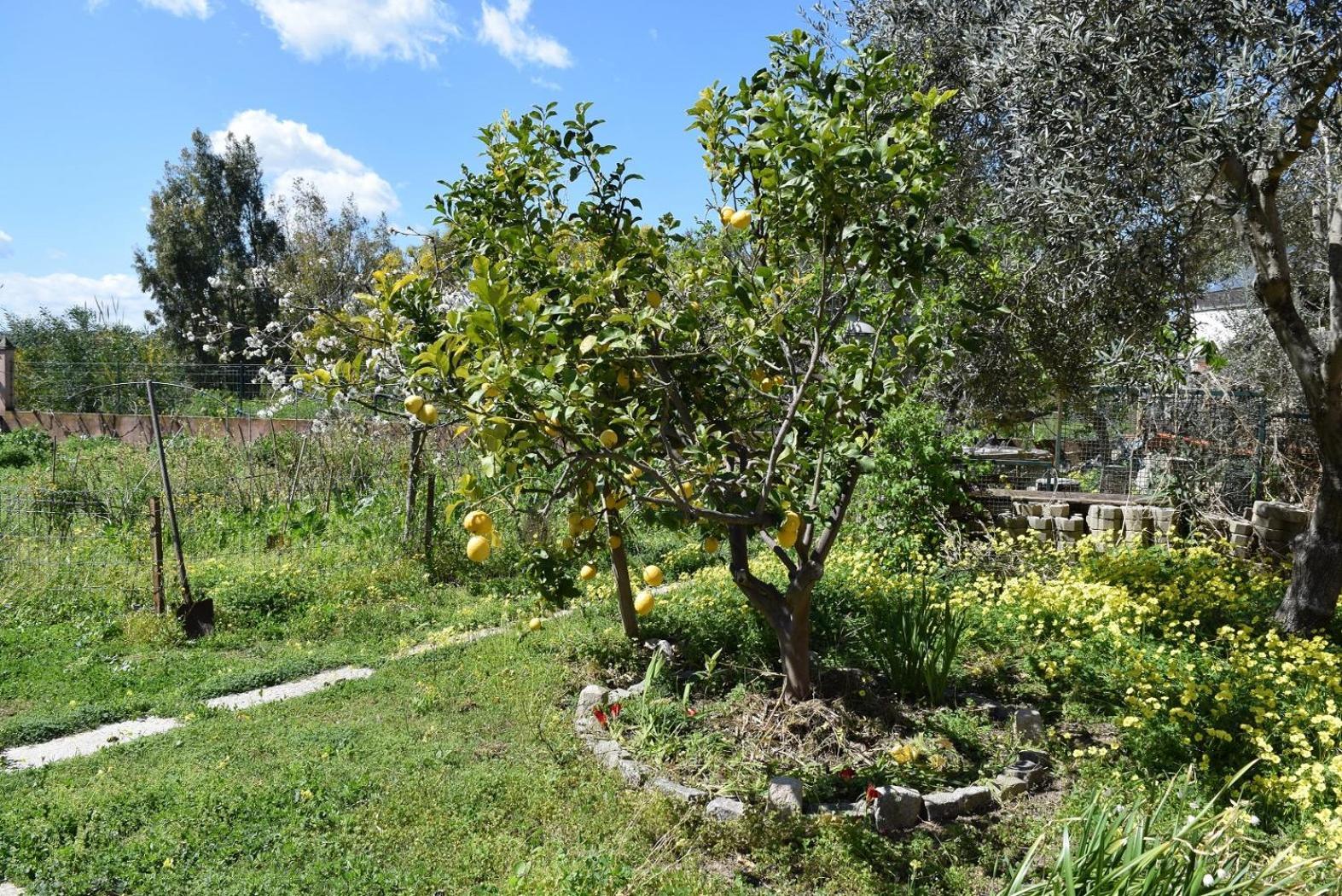 Apartment Arbatax, 200 Metres From The Beach: In With Garden, 2 Bedrooms *